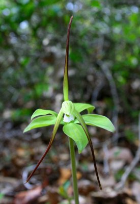 Isotria Verticillata May Orchid Blooming tb0509gar.jpg