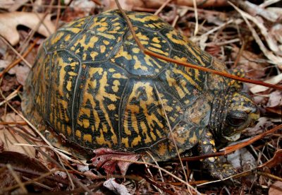 Woodland Terrapin Moving in May tb0509hbr.jpg