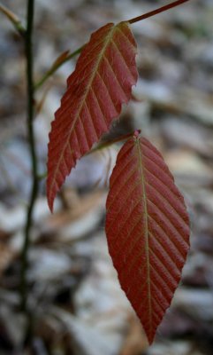 Red Beech Leaves in Old Woods tb0509mpr.jpg