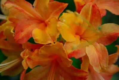Flame Azalea in Blooming Orange tb0509pir.jpg