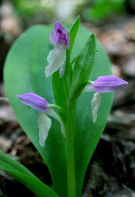 Showy Orchis Three Bloomer and Leaf tb0509mnr.jpg