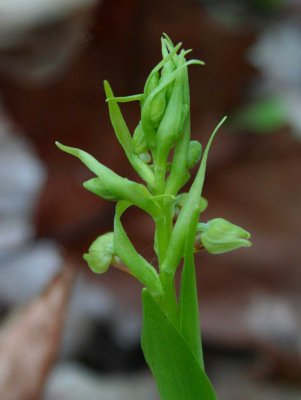 Long Bracted Green Orchid Early in Bud tb0509ncr.jpg