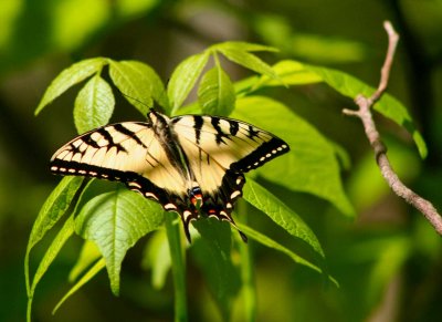 Tiger Swallowtail in Sunlit Forest tb0509sbr.jpg
