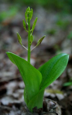Lilifola Sprouting Leaves and Buds tb0509thr.jpg
