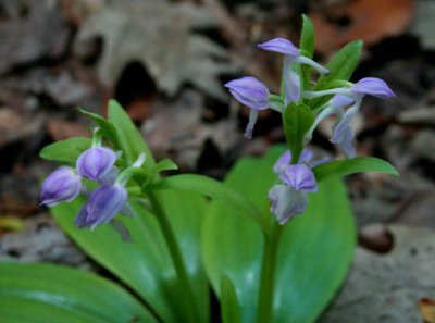 Pale Violet Showy Orchis Blooms and Lvs tb0509ukr.jpg