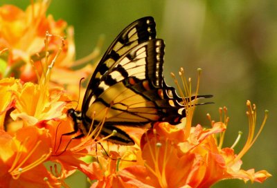 Tiger Swallowtail in Flame Azaleas tb0509pfr.jpg