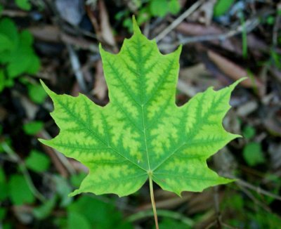 Green Veined Maple Leaf in WV Woods tb0109cr.jpg