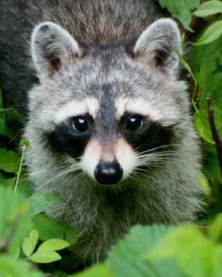 Raccoon Hiding in Tall Brush tb0609fr.jpg