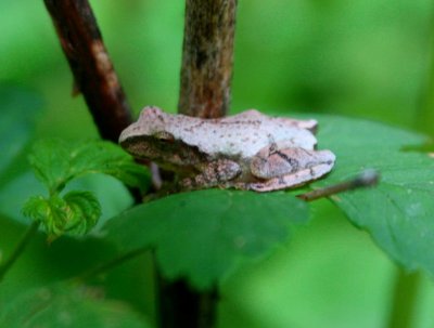 Cresta Crucifer Tree Frog in Thicket tb0609asr.jpg