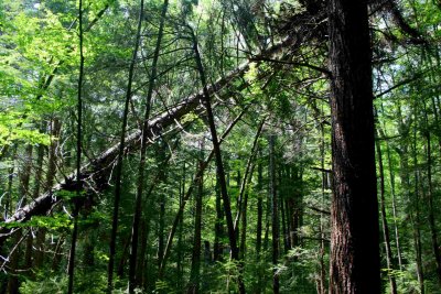 Leaning Hemlock in Kennison Woods tb0609dr.jpg