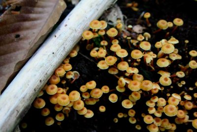 Mini Mushrooms in Mtn Woodlands tb0713nr.jpg