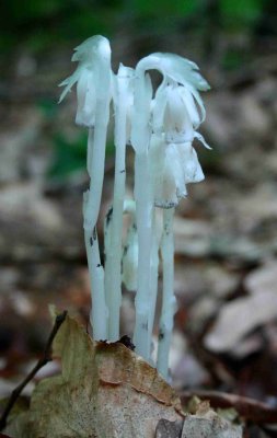 Indian Pipes in the Appalachians tb0713mr.jpg