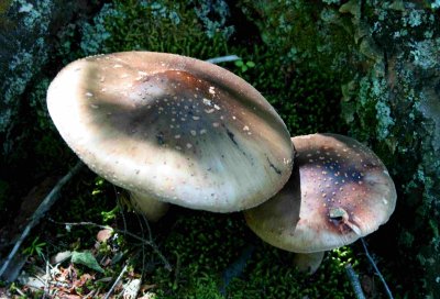 Spotted Brown Mushrooms in Sun tb0828akr.jpg
