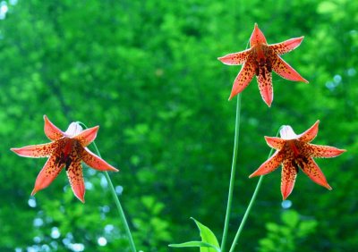 Canadian Lillies Red Form in Woods tb0829atr.jpg