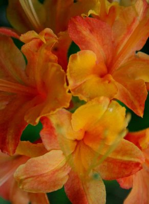 Flame Azalea in Blooming Orange Vertical  tb0509pixr.jpg
