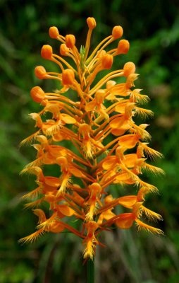 Ciliaris Orchid in Sunshine tb0830bcr.jpg