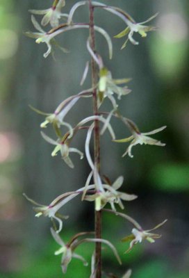 Cranes Fly Orchid Peak Bloom in Sunny Woods tb0829aqr.jpg