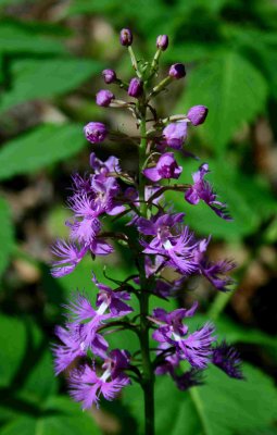 Shriveri Orchid Ultraviolet in Sunshine tb0831cfr.jpg