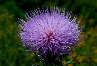 Pink Thistle Blooming by Golden Rod tb0917akr.jpg