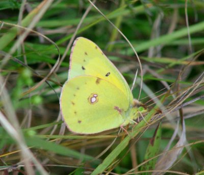 Yellow Sulphur Butterfly in Old Field tb0901asr.jpg