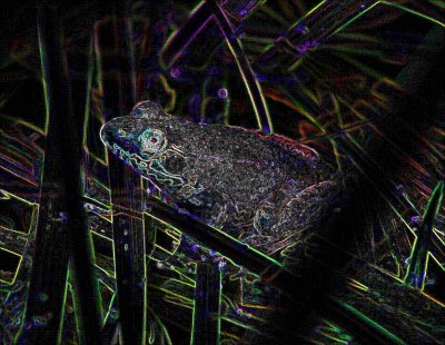 Woodland Green Frog in Marsh Grass tb0917Abmrx.jpg