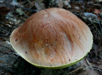 Big Brown Mushroom with Striped Markings tb0917bgr.jpg
