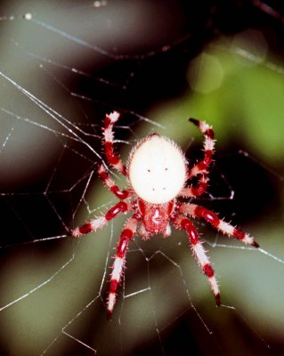Hairy Red  Pale Spider in Web 2a tb0707cr.jpg