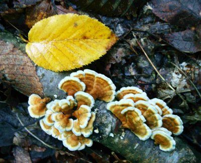 Birch Leaf  Log with Crimped Gill Fungi tb1005kk.jpg