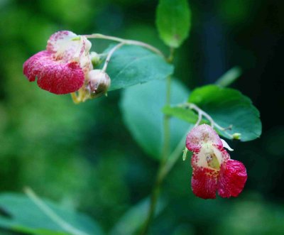 Red Jewelweed Late Summer Bloom tb0917rx.jpg