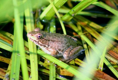 Woodland Green Frog on Pond Grass tb0928nx.jpg
