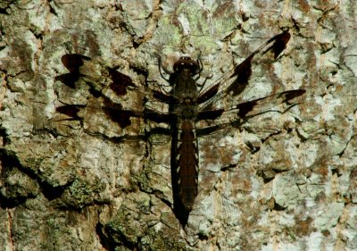 Dragonfly on Sunlit Poplar Tree tb0610hrx.jpg