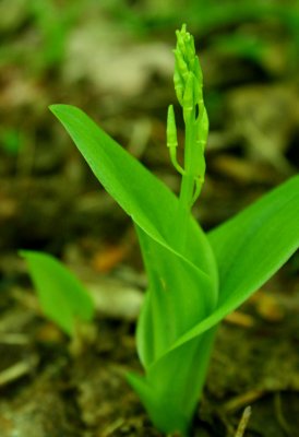 Early Lilifola Sprouting in WV Woods v tb0610fzx.jpg
