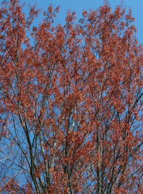 Colorful Maples Spring Bloom on Blue Sky v tb0514tbx.jpg