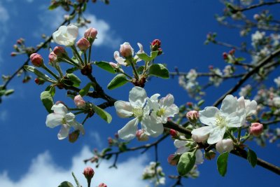 Scattered Apple Blooms on Spring Sky tb0514tax.jpg