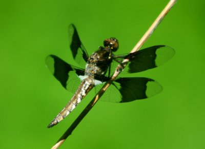 Angled View of Sunlit Dragonfly tb0610hax.jpg
