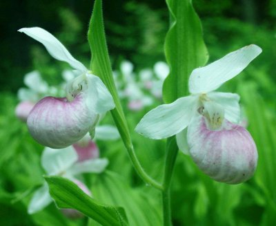 Two Showy Ladies Blooming in Mtns tb0610scx.jpg