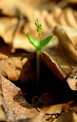 Early Listera Cordata Orchid April WV Mtns tb0514kcx.jpg