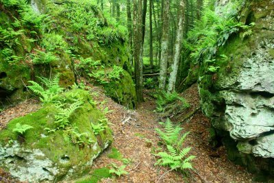 Ferns in Rocky Gap in Beartown Woods tb0610fux.jpg