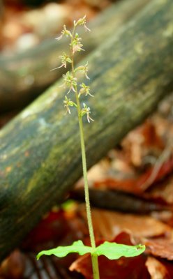 Leaning Listera Cordata Orchid WV Woods v tb0610fqx.jpg
