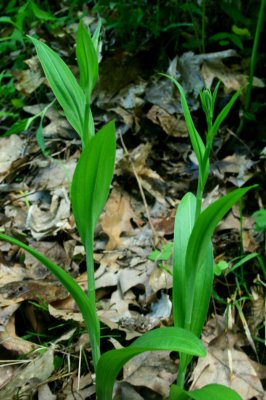 Twin Shriverii Orchids in Early Growth v tb0610uir.jpg
