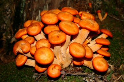 Large Bright Mushroom Cluster on Mtn Ridge tb0710omr.jpg