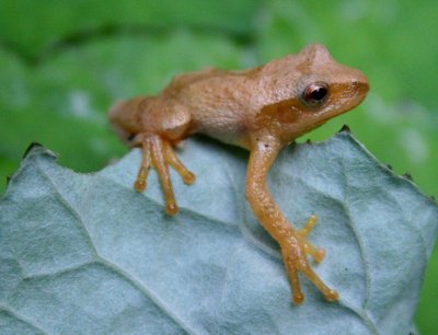 Tree Frog Clinging to Folded Coltsfoot Leaf tb0710ocr.jpg