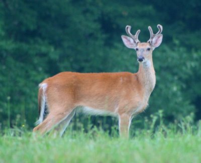 Large Whitetail Buck Antlers in Velvet tb0710urr.jpg