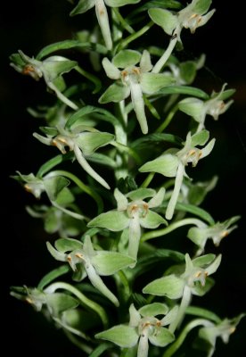 Orbiculata Orchid in Bloom in WV Mtns v tb0710orr.jpg