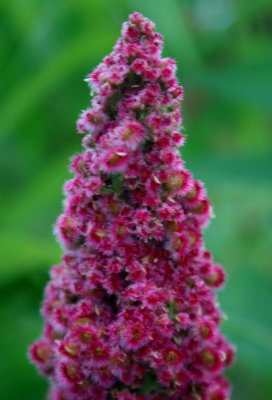 Red Sumac Peak Summer Bloom v tb0710ojr.jpg