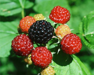 Ripening Black Raspberries in WV Mtns tb0710usr.jpg