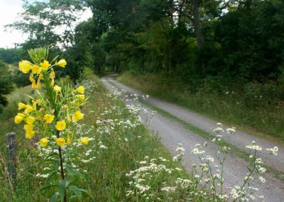Yellow Primrose and Wildflowers on Rural Rd tb0710uzrr.jpg