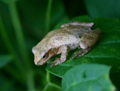 Cresta Crucifer Tree Frog in Forest Edge tb0710uvr.jpg