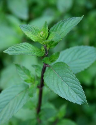 Peppermint Plant in Pre Bloom Stage v tb0710owr.jpg