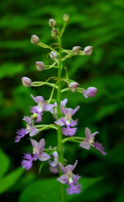 Pale Frilly Orchid Blooming near West Va - VA Border v tb0510ojr.jpg